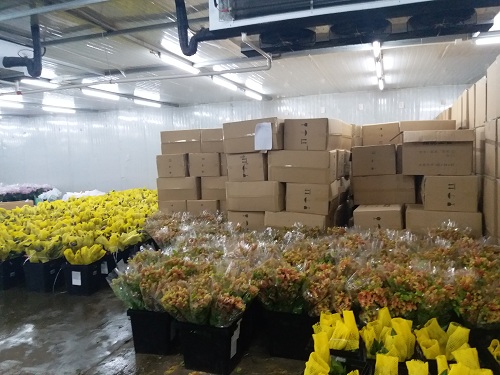 浩爽制冷建造的鲜花阴凉库工程
