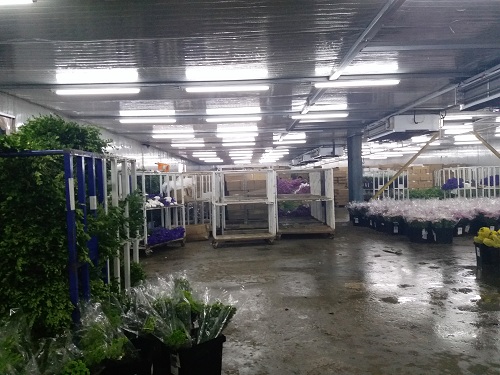 35000立方米大型鲜花阴凉库工程