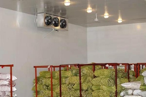 小白菜入冷库储藏