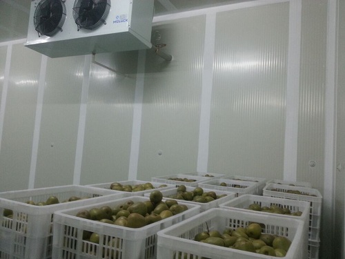浩爽制冷为某公司建造的猕猴桃气调保鲜库