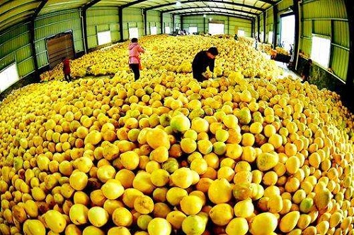 气调保鲜冷库技术 果蔬保鲜更好的解决方案