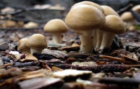 香菇怎么储藏保鲜？