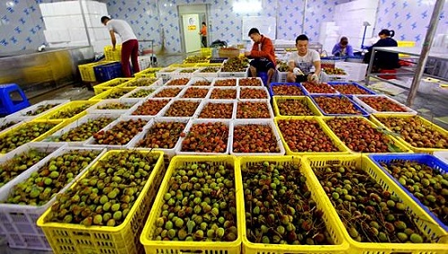 荔枝保鲜冷库