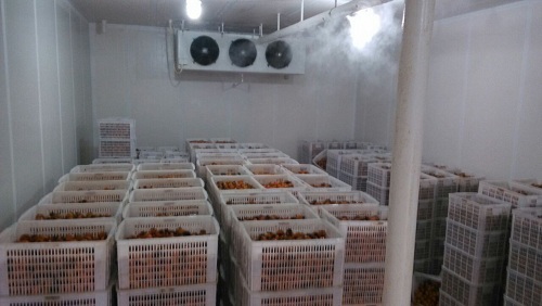 罗田食品公司储存的板栗实拍
