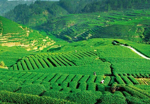 雅安蒙顶山茶区