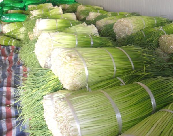 蒜苔保鲜冷库