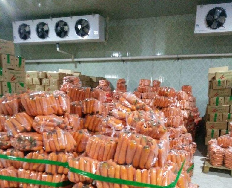 胡萝卜保鲜冷库实拍