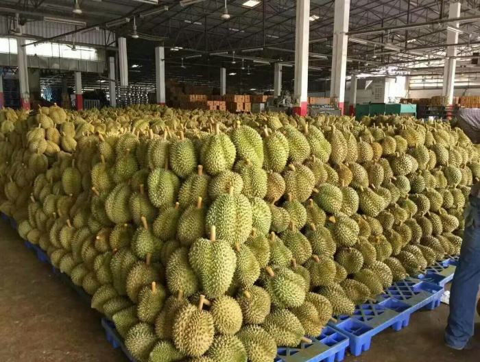 榴莲冷库