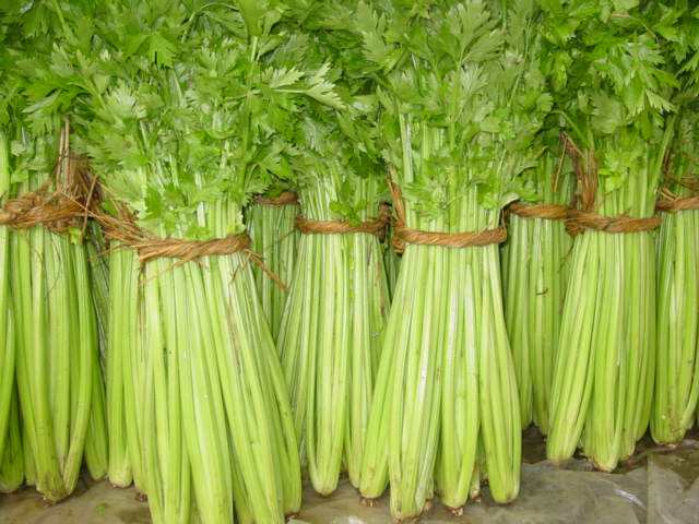 芹菜冷库储存技术，芹菜保鲜3个月都不坏