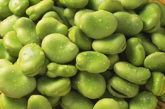 新鲜蚕豆（胡豆）如何冷库保鲜？——冷库贮藏蚕豆方法介绍