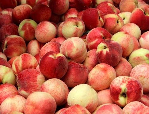 水蜜桃冷库贮藏2个月后实拍