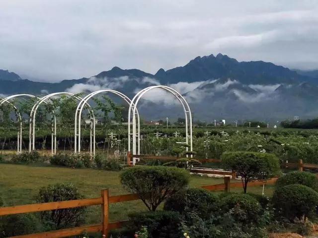 太浩葡萄庄园实拍