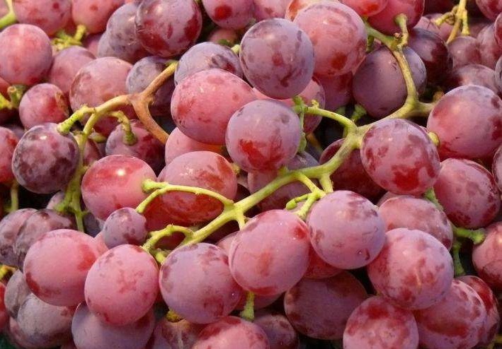 红提冷库贮藏保鲜方法，保存3个月依旧新鲜