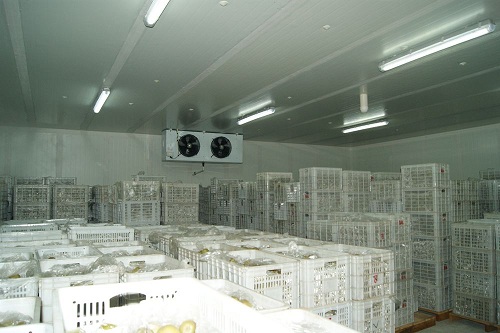 建造一个菠萝冷库需要多少费用？