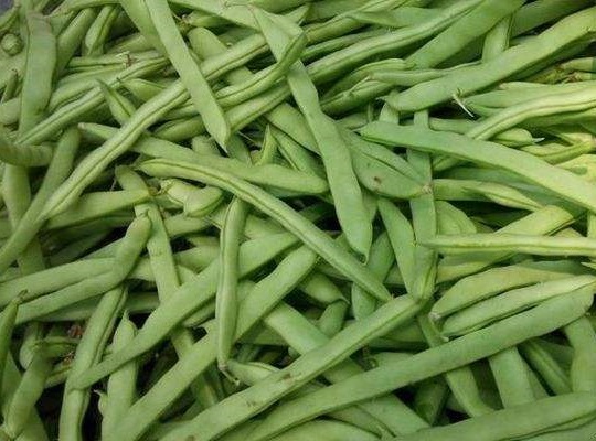 四季豆冷库贮藏方法