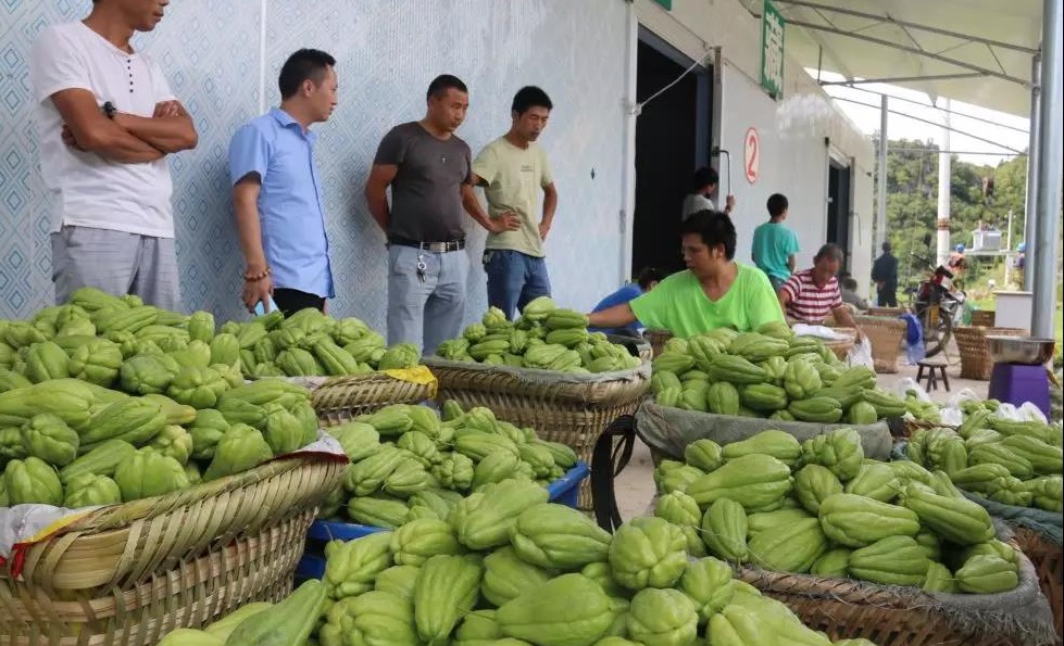 佛手瓜怎么保存不坏？佛手瓜冷库储存方法及温度介绍