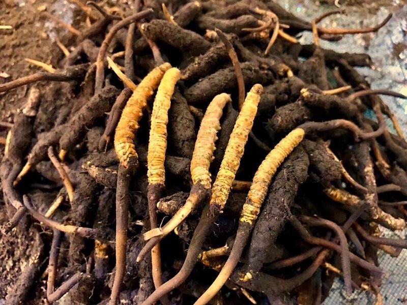 图为待贮藏的新鲜冬虫夏草