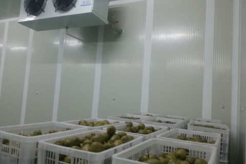 [视频]猕猴桃气调库和普通保鲜库有什么区别?小编带你看看气调库的保鲜效果