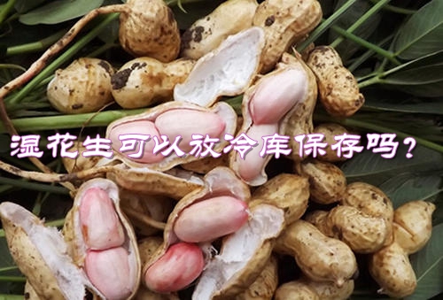 新鲜湿花生能放冷库储藏吗？可以保存多长时间？