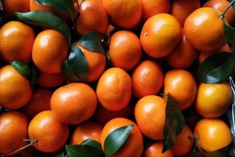 [视频]沃柑冷库能保鲜多久？沃柑冷库储存方法视频介绍