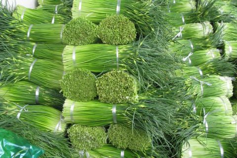 [视频]蒜苔冷库能保鲜多久？蒜苔冷库保鲜技术视频介绍