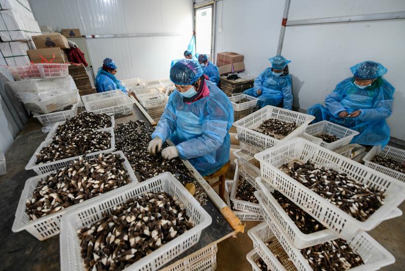 图为工人们正在筛选整理鸡枞菌