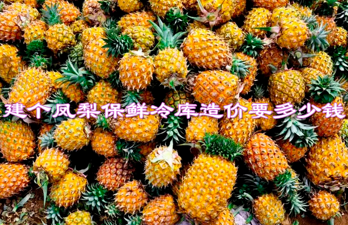 建一个200平米凤梨保鲜冷库造价要多少钱？