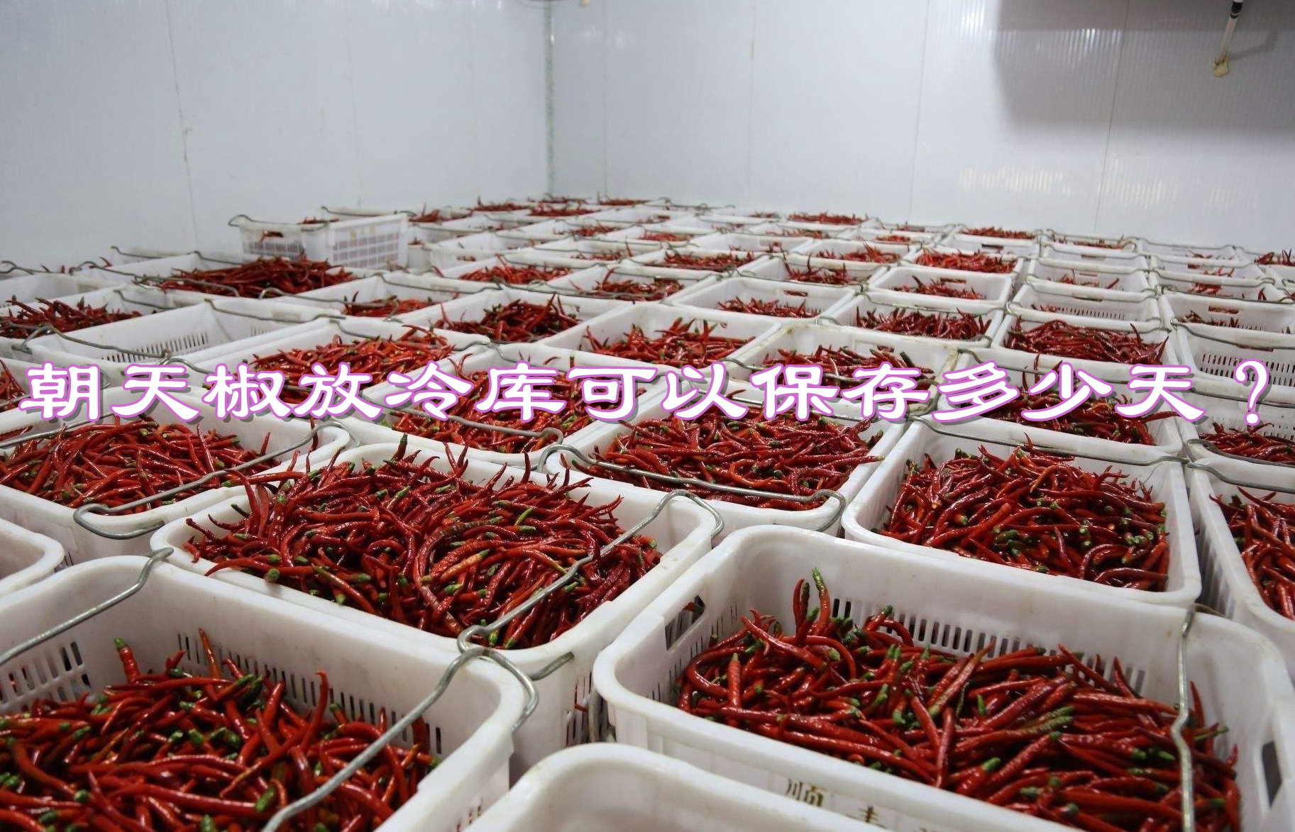 朝天椒放冷库可以保存多少天？冷库温度需要多少度？