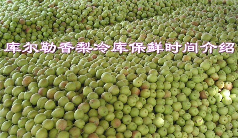 冷库储存库尔勒香梨的优点及保鲜时间介绍