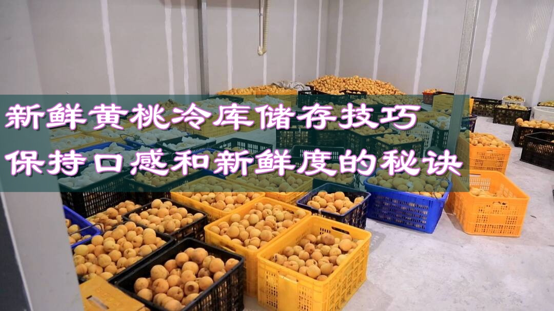 新鲜黄桃冷库储存技巧：保持口感和新鲜度的秘诀