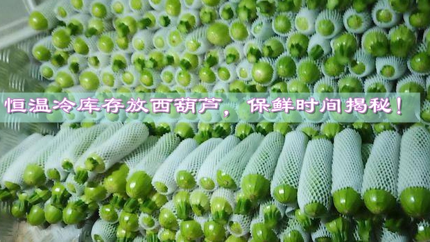 恒温冷库存放西葫芦，保鲜时间揭秘！
