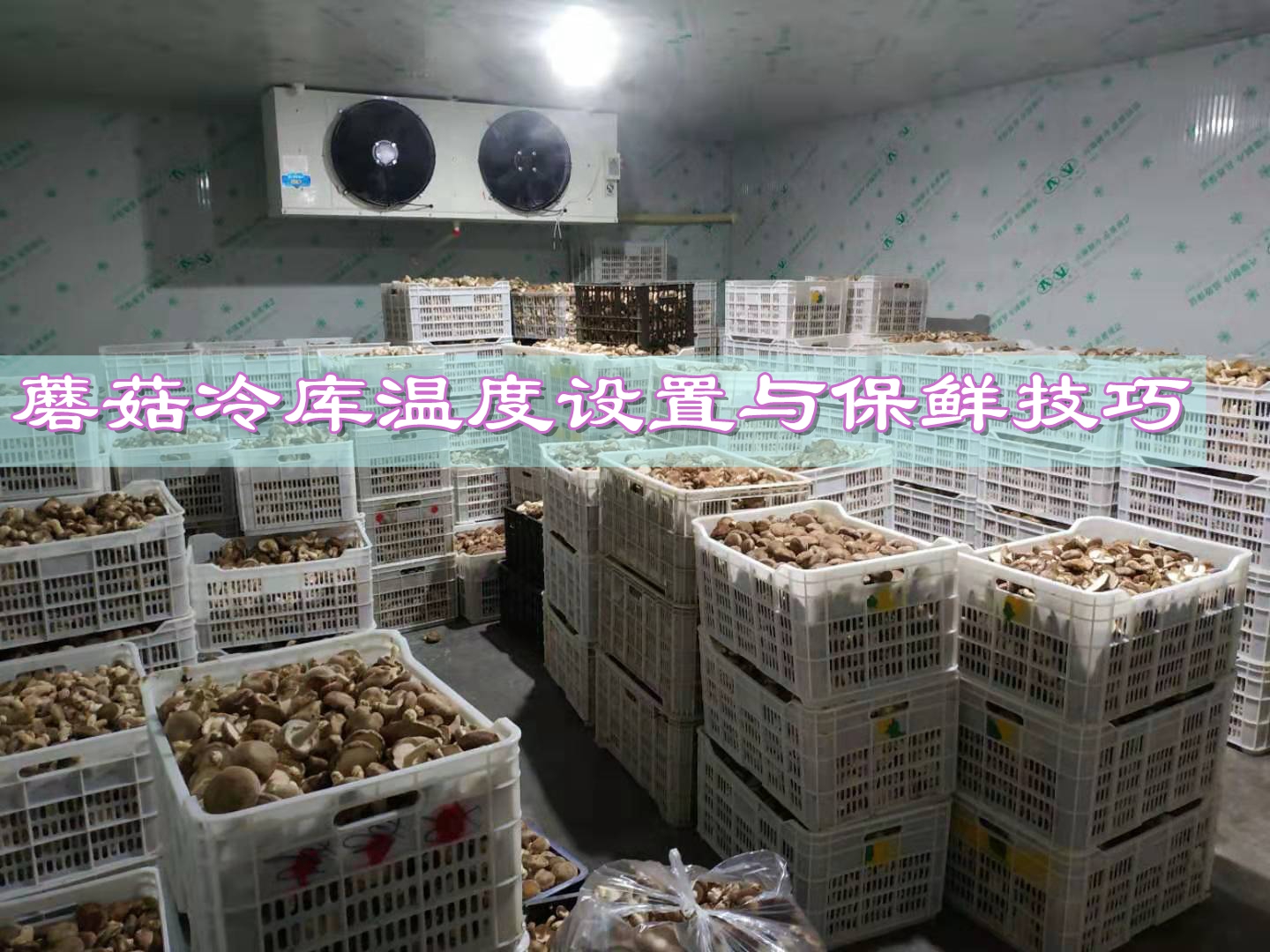 蘑菇冷库温度设置与保鲜技巧：确保新鲜和优质的蘑菇