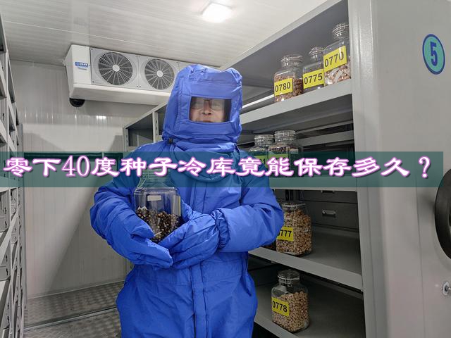 零下40度：种子长久储存的极低温度究竟能保鲜多久？