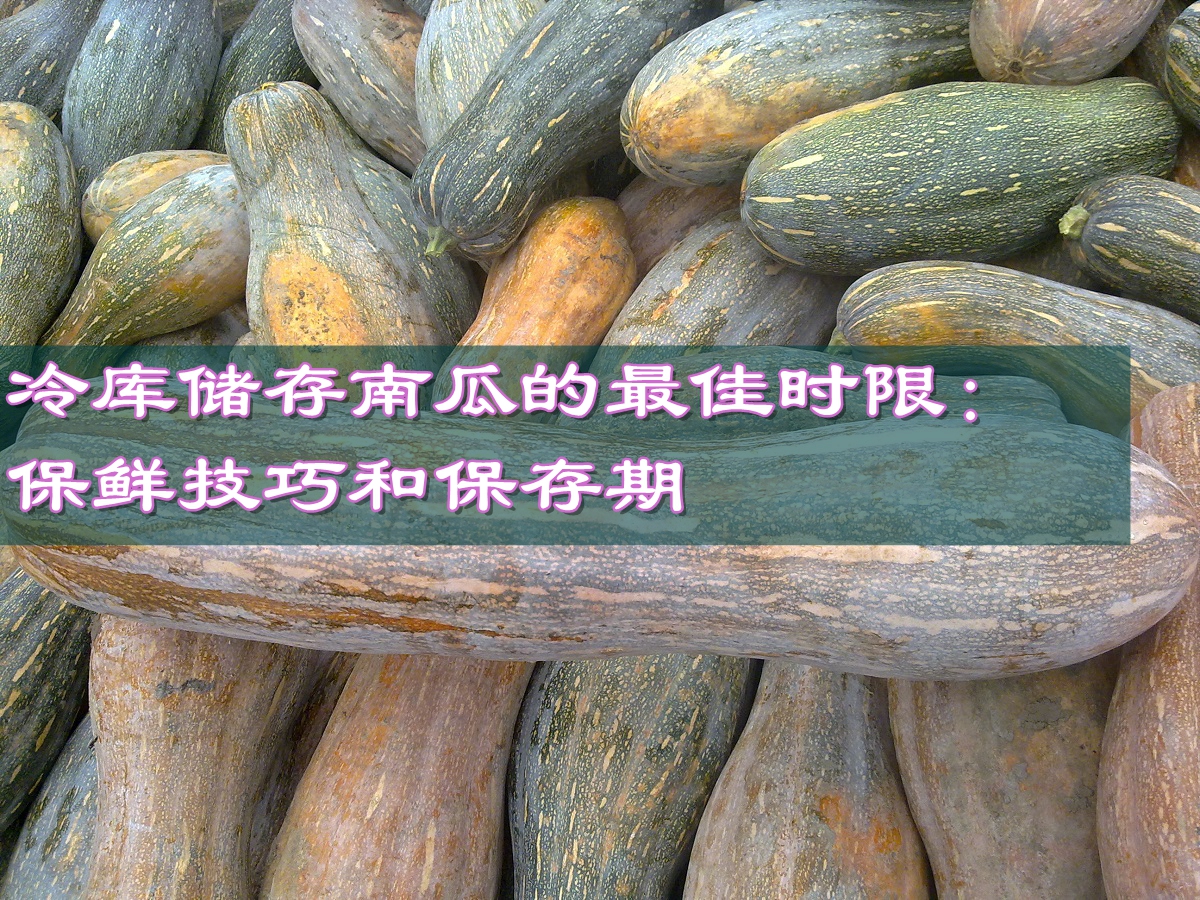 冷库储存南瓜的最佳时限：保鲜技巧和保存期