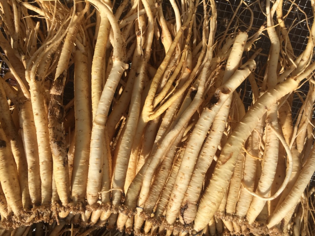 党参冷库存储的最佳温度是多少？